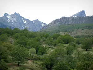 Landesinnere von Korsika - Bäume und Berggipfel mit Schnee