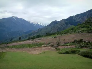 Landesinnere von Korsika - Weide am Abhang, Bäume und Berge mit verschneiten Gipfeln im Hintergrund