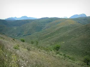 Landesinnere von Korsika - Wild wachsende Blumen, Hügel und verschneite Gipfel (Berge) im Hintergrund