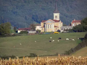 Landscapes of the Ain - Church and houses of the village of Villemotier, herd of cows in a meadow, field and trees