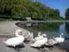 Landscapes of the Ain - Swans at the lake of Divonne-les-Bains 