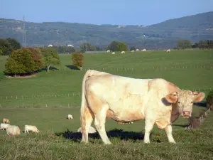 Landscapes of the Ain - Cow in the foreground, and fenced pastures