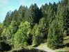 Landscapes of the Ain - Fir tree road in Upper Bugey 