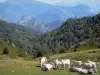 Landscapes of Ariège - Cows in mountain pastures in the foreground with a view of the Pyrenees; in the Ariège Pyrenees Regional Nature Park