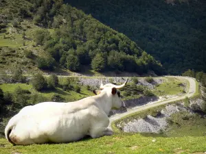 Landscapes of Ariège - Cow lying in a meadow and watching a mountain road; in the Ariège Pyrenees Regional Nature Park