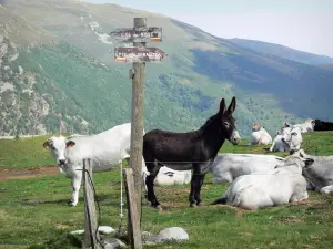 Landscapes of Ariège - Hiking sign showing the direction to the Col de Rose pass and to Pic de Girantes peak, donkeys and cows in a pasture, and Upper Couserans mountains in the background; in the Ariège Pyrenees Regional Nature Park