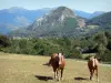 Landscapes of Ariège - Two horses in a meadow, trees and mountains of the Pyrenees mountains in the background