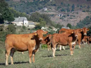 Landscapes of Aveyron - Herd of cows in a meadow