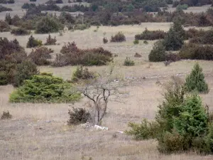 Landscapes of Aveyron - Larzac plateau, in the Grands Causses Regional Nature Park: heath and dry grassland