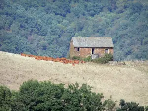 Landscapes of Aveyron - Herd of cows in a meadow near a stone barn