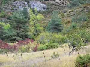 Landscapes of Aveyron - Grands Causses Regional Nature Park: vegetation of the Causse du Larzac