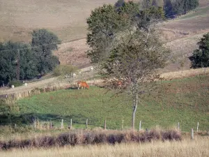 Landscapes of Aveyron - Fenced pastures dotted with trees