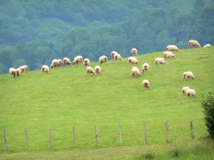 Landscapes of the Basque Country - Flock of sheep grazing in a meadow