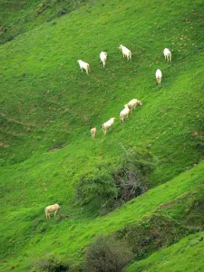 Landscapes of the Basque Country - Cows grazing on the green slopes of a hill