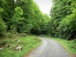 Landscapes of the Basque Country - Arbailles montains in the Soule: small road through the Arbailles forest