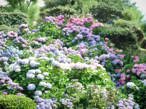 Landscapes of the Basque Country - Hydrangeas flowers in Biarritz