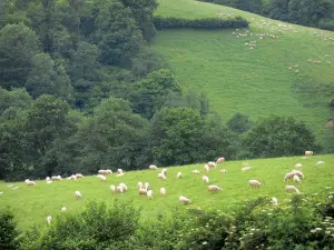 Landscapes of the Basque Country - Green hills dotted with sheeps in the Soule