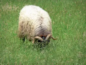 Landscapes of the Basque Country - Sheep in a meadow