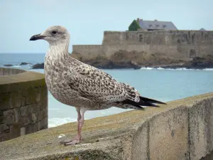 Landscapes of the Brittany coast - Emerald Coast: gull, sea and National fort (bastion) in background, in Saint-Malo