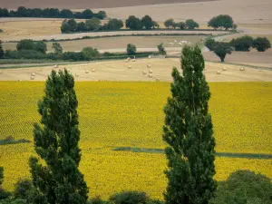 Landscapes of Burgundy - Trees in foreground overlooking series of fields