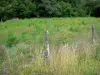 Landscapes of Burgundy - Enclosure of a field and meadow flowers; in the Morvan Regional Nature Park