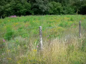 Landscapes of Burgundy - Enclosure of a field and meadow flowers; in the Morvan Regional Nature Park