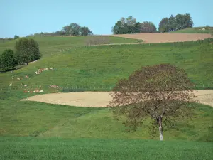 Landscapes of Dauphiné - Pasture, herd of cows, fields and trees