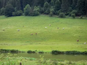 Landscapes of the Doubs - Herd of cows in a prairie along a river