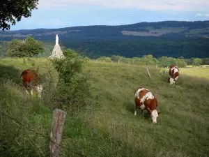 Landscapes of the Doubs - Montbéliardes cows in a prairie, hills in background