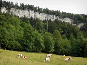 Landscapes of the Doubs - Herd of cows in a meadow, trees and rock faces