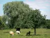 Landscapes of the Eure - Cows in a meadow, and trees