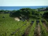 Landscapes of the French Riviera coast - Vines (vineyards of Côtes de Provence), pines trees and the Mediterranean Sea