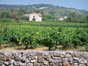 Landscapes of the Gard - Côtes du Rhône vineyard: stone wall, vines, hut and hill planted trees