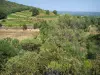 Landscapes of the Gard - Trees and Côtes du Rhône vineyard