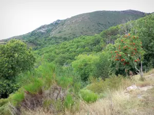 Landscapes of the Gard - Aigoual massif: trees and vegetation in the Cévennes National Park (Cévennes massif)