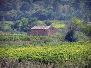 Landscapes of the Gard - Côtes du Rhône: stone hut in the middle of vineyards, trees in the background