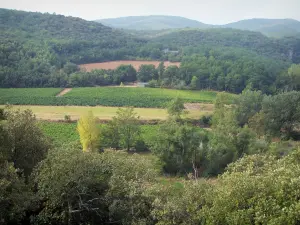 Landscapes of the Gard - Côtes du Rhône vineyard surrounded by trees