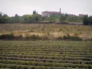 Landscapes of the Gard - Field of lavender, village in the background