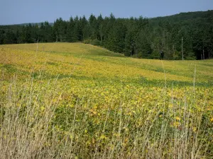 Landscapes of the Gascony - Field at the edge of a forest 