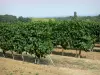 Landscapes of the Gascony - Vineyards of Armagnac 