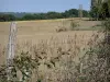 Landscapes of the Gascony - Brambles at the edge of a field 