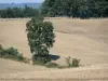 Landscapes of the Gascony - Tree in the middle of a field 