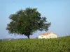 Landscapes of the Gironde - Bordeaux vineyards: hut and tree surrounded by vineyards 