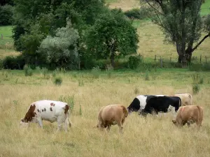 Landscapes of the Haute-Marne - Cows in a pasture