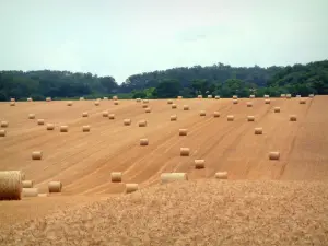 Landscapes of the Haute-Saône - Field dotted with straw bales and trees of a forest in background