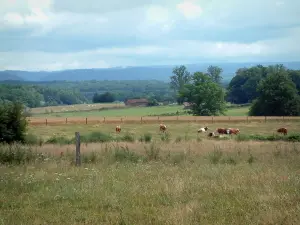 Landscapes of the Haute-Saône - Grassland, cows in a pasture, trees and forests in background