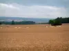 Landscapes of the Haute-Saône - Wheat field, cows, pastures and forests