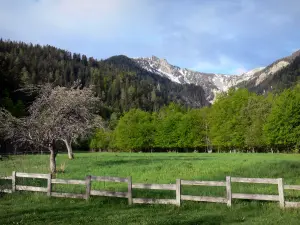 Landscapes of the Hautes-Alpes - Meadow, wooden fence, trees, Boscodon forest and mountain
