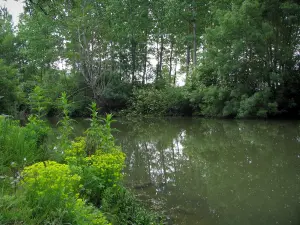 Landscapes of the Indre-et-Loire - Vegetation, river and trees