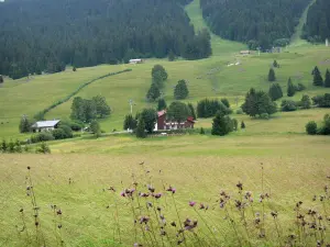 Landscapes of Jura - Ski resort of Les Rousses in the summer: wild flowers in foreground, chalets, meadows (alpine pastures), trees, chairlift (ski lift) and spruces; in the Upper Jura Regional Nature Park